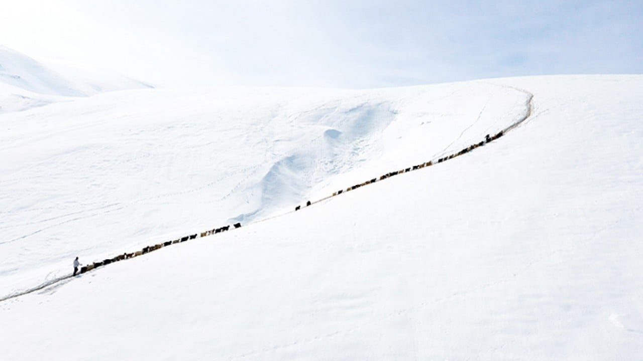 Foto - Sabah erkenden yola düşüyorlar Karlı dağlarda tek sıra beslenme yolculuğu