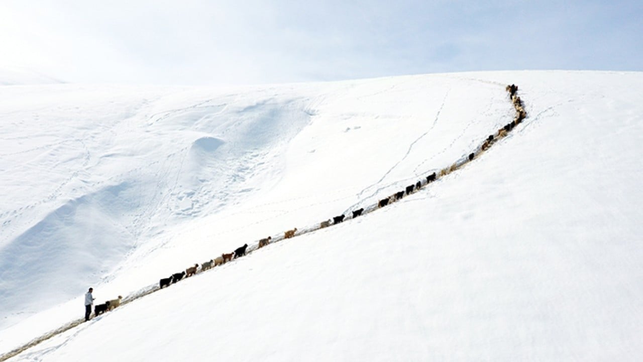 Foto - Sabah erkenden yola düşüyorlar Karlı dağlarda tek sıra beslenme yolculuğu