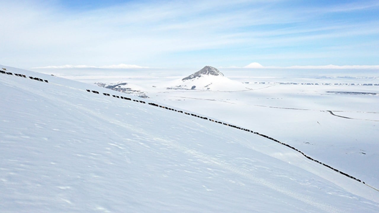 Foto - Sabah erkenden yola düşüyorlar Karlı dağlarda tek sıra beslenme yolculuğu