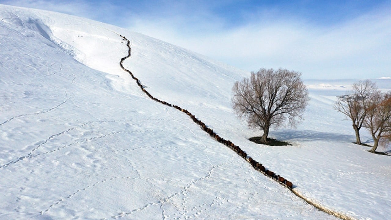 Foto - Sabah erkenden yola düşüyorlar Karlı dağlarda tek sıra beslenme yolculuğu