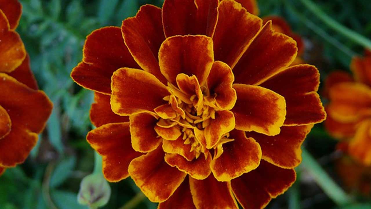 Foto - Saçma sapan âdet Türkiye'ye yaradı! Yunanistan deli gibi Antalya'dan satın almaya başladı