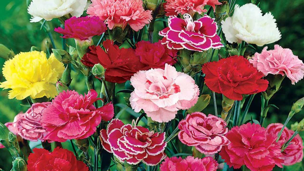 Foto - Saçma sapan âdet Türkiye'ye yaradı! Yunanistan deli gibi Antalya'dan satın almaya başladı