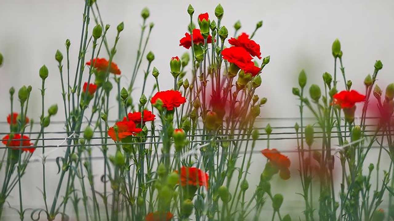 Foto - Saçma sapan âdet Türkiye'ye yaradı! Yunanistan deli gibi Antalya'dan satın almaya başladı