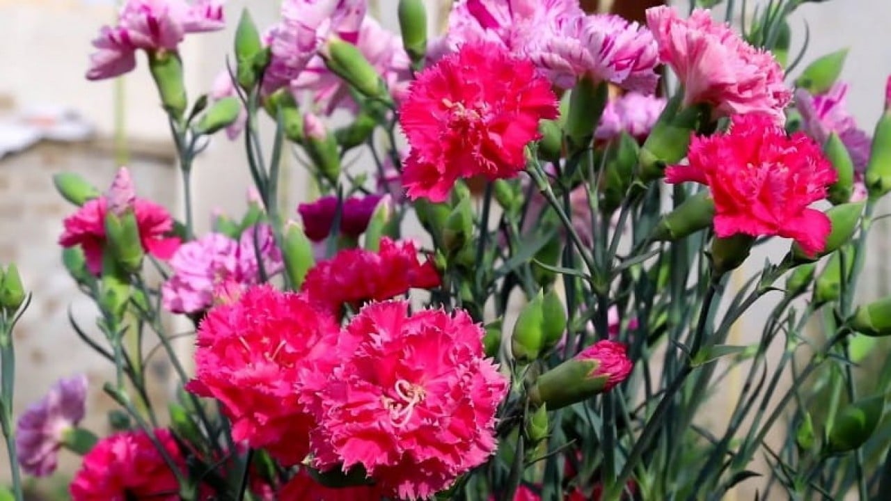 Foto - Saçma sapan âdet Türkiye'ye yaradı! Yunanistan deli gibi Antalya'dan satın almaya başladı