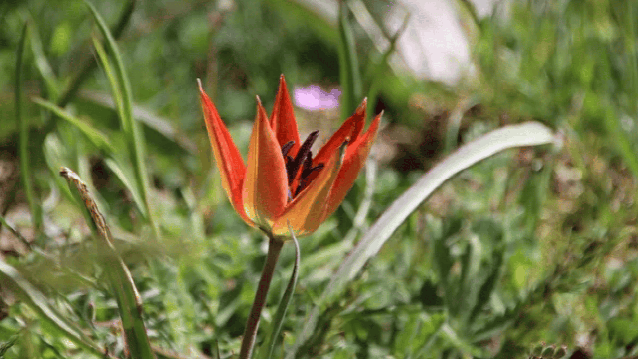 Foto - Sadece 10 gün canlı kalabilen laleler açtı: Dokunan yanıyor! Koparmanın bedeli bir servet