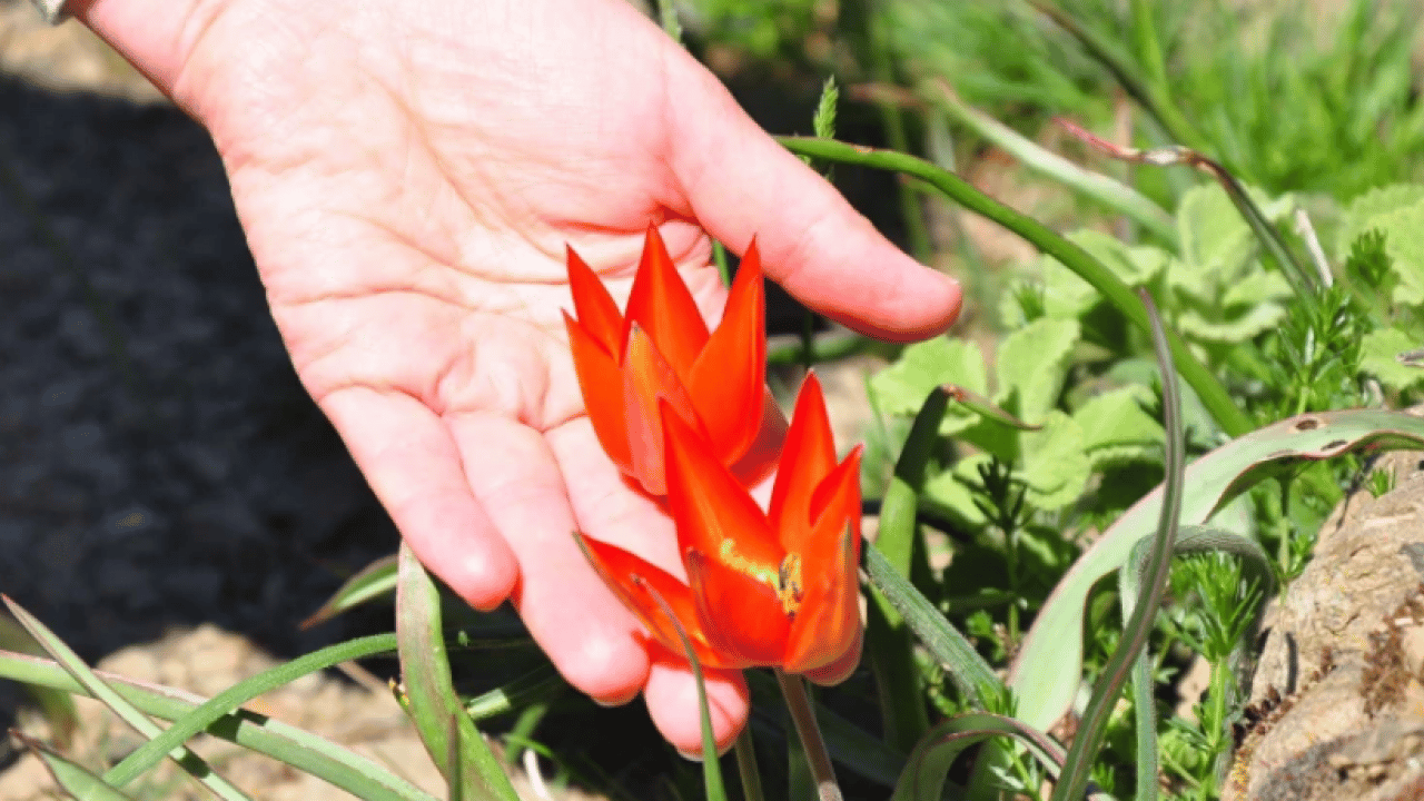 Foto - Sadece 10 gün canlı kalabilen laleler açtı: Dokunan yanıyor! Koparmanın bedeli bir servet
