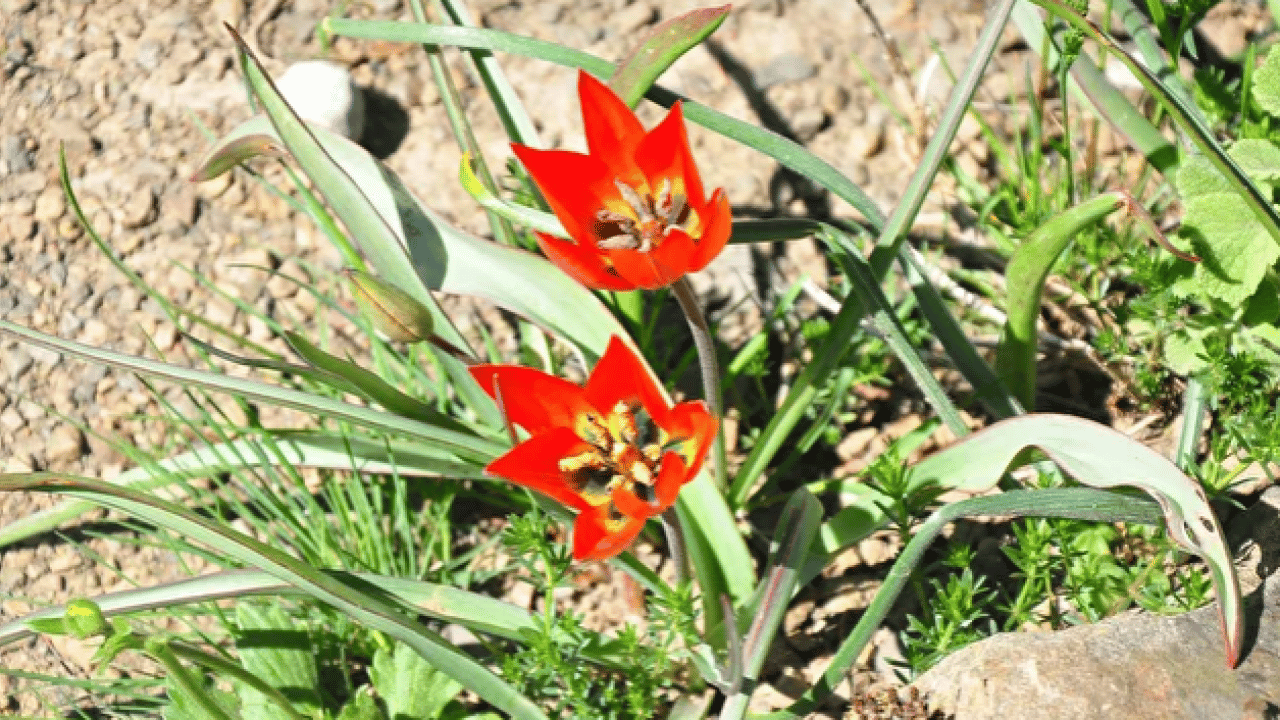 Foto - Sadece 10 gün canlı kalabilen laleler açtı: Dokunan yanıyor! Koparmanın bedeli bir servet
