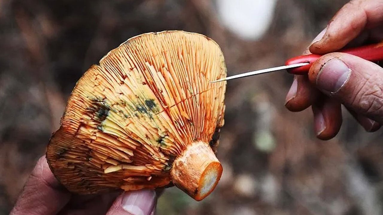 Foto - Sadece bozuk yemek değil! Zehirlenme vakalarında gizli tehlike