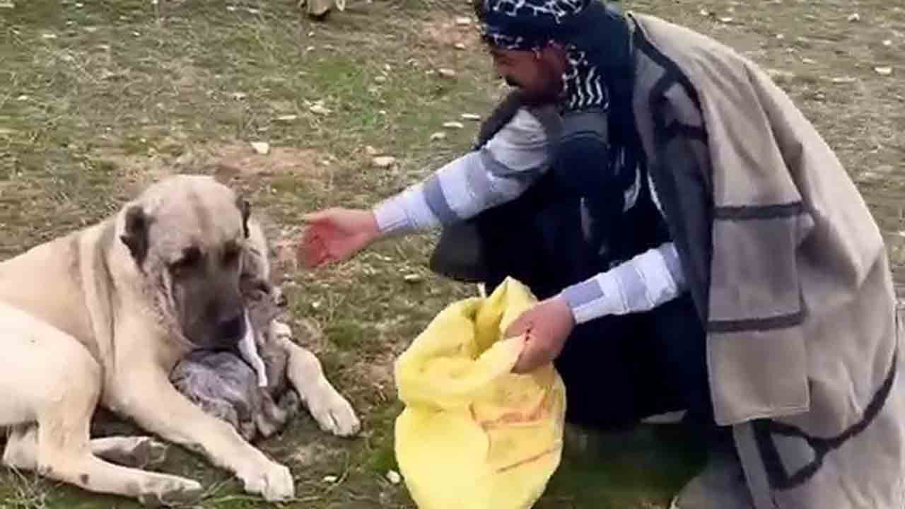 Foto - Sadece cesur değil, hem de merhametli: Kangal yeni doğan kuzuyu kanatları altına aldı