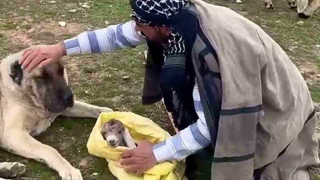 Foto - Sadece cesur değil, hem de merhametli: Kangal yeni doğan kuzuyu kanatları altına aldı