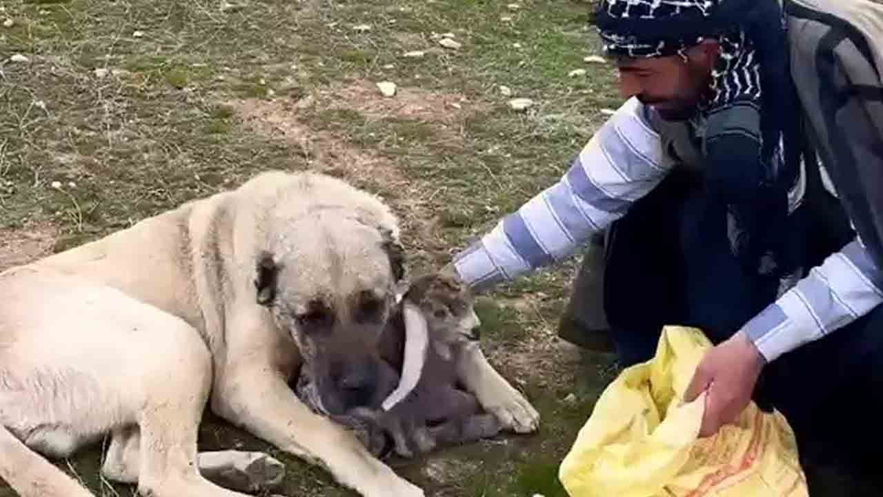 Sadece cesur değil, hem de merhametli: Kangal yeni doğan kuzuyu kanatları altına aldı