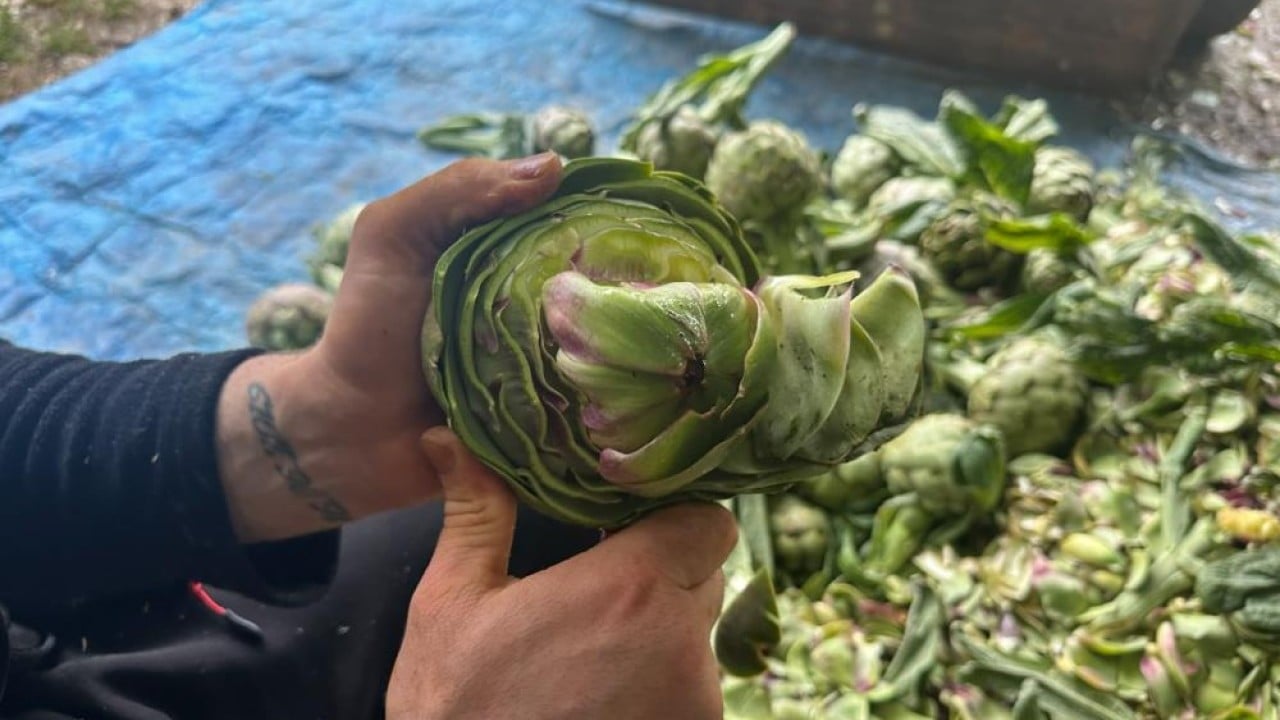 Foto - Sadece enginar soyuyor Oturduğu yerden ayda 240 bin lira kazanıyor