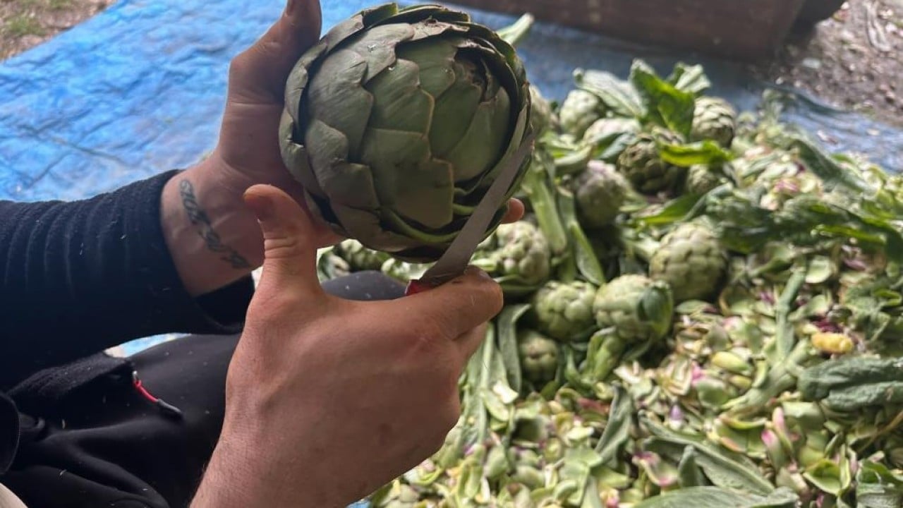 Foto - Sadece enginar soyuyor Oturduğu yerden ayda 240 bin lira kazanıyor