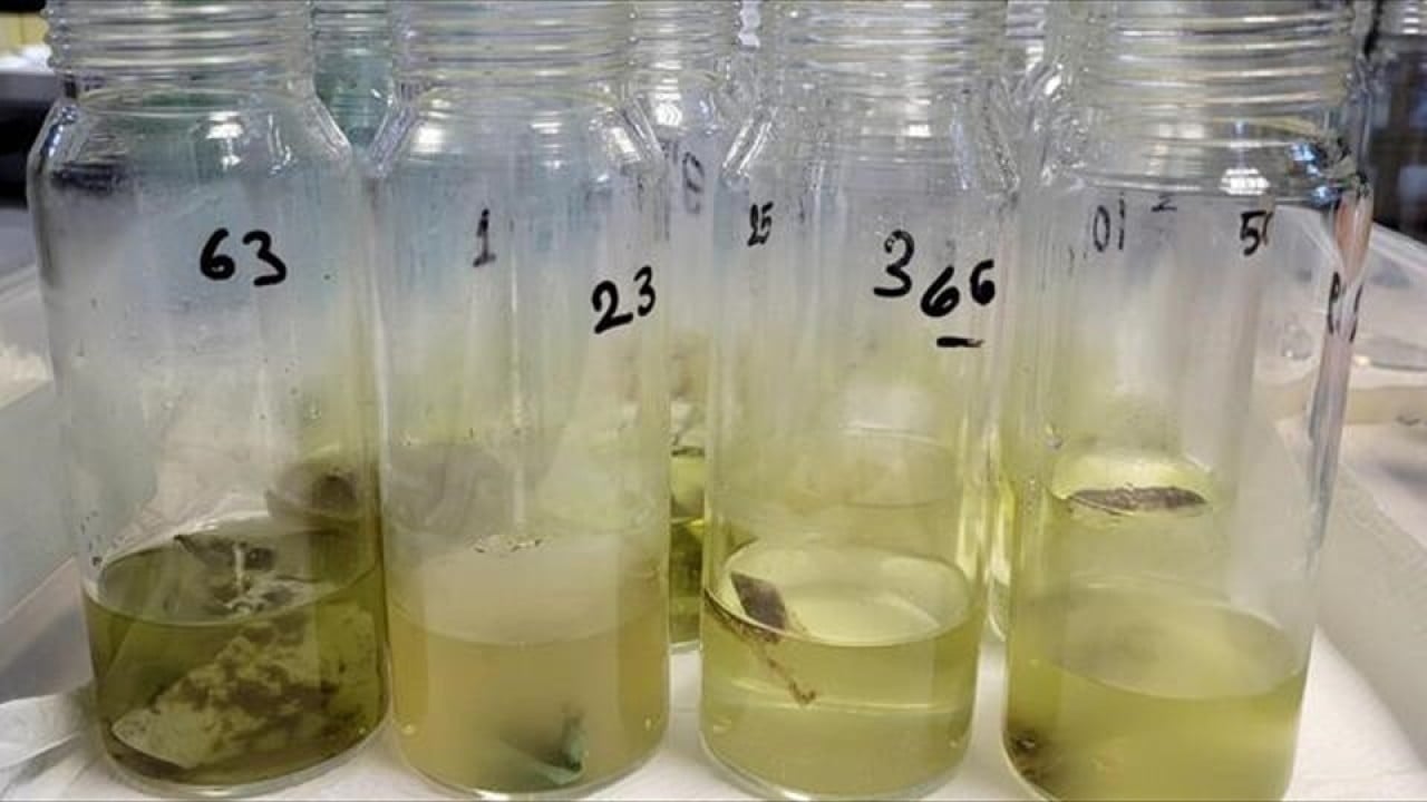 Foto - Sadece fiziksel atık değilller Denizde kimyasal yüklü mobil plastik alarmı