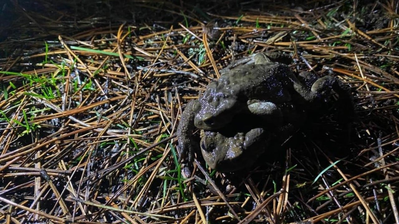 Foto - Sadece o yöreye özgü bir doğa olayı 5 bin yıllık göç yeniden başladı