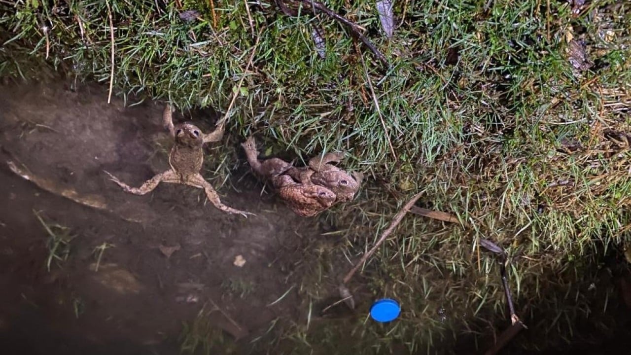 Foto - Sadece o yöreye özgü bir doğa olayı 5 bin yıllık göç yeniden başladı