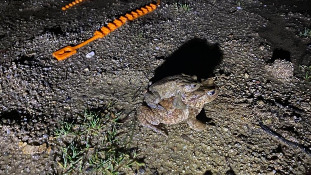 Foto - Sadece o yöreye özgü bir doğa olayı 5 bin yıllık göç yeniden başladı
