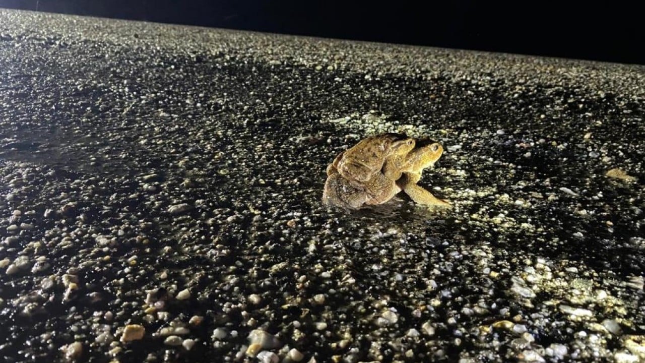 Foto - Sadece o yöreye özgü bir doğa olayı 5 bin yıllık göç yeniden başladı