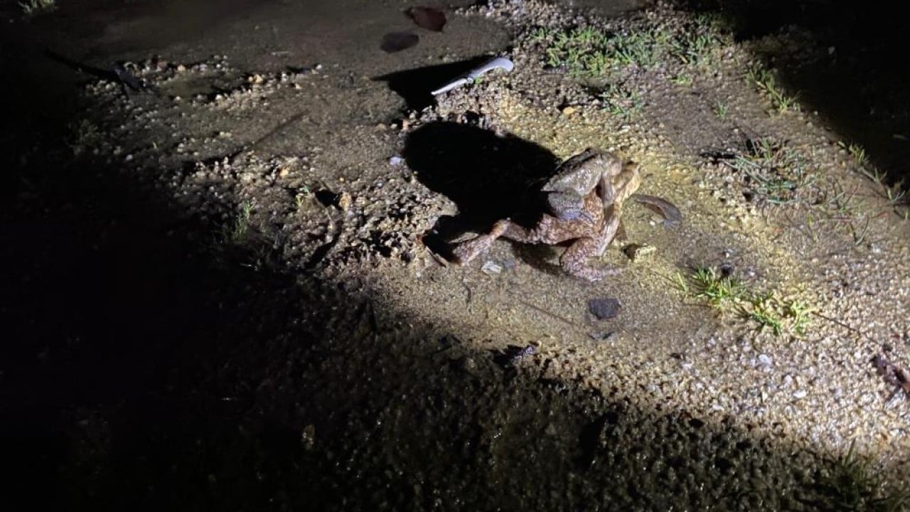 Foto - Sadece o yöreye özgü bir doğa olayı 5 bin yıllık göç yeniden başladı