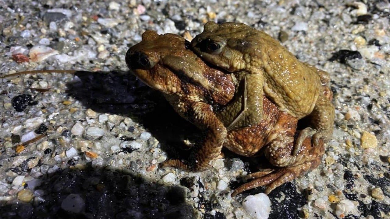 Sadece o yöreye özgü bir doğa olayı 5 bin yıllık göç yeniden başladı