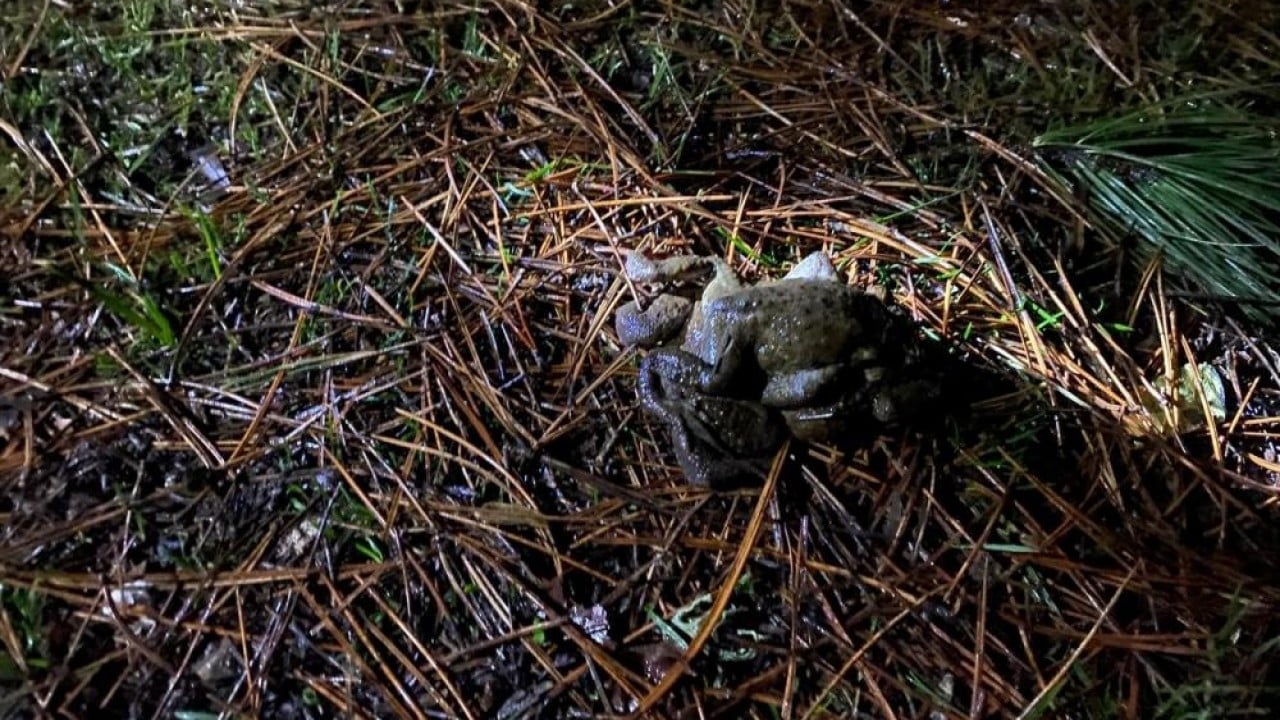 Foto - Sadece o yöreye özgü bir doğa olayı 5 bin yıllık göç yeniden başladı