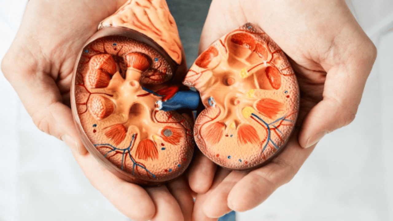 Sağlık Bakanlığı'ndan kritik uyarı: Erken tanı hayat kurtarır! Her 7 kişiden biri böbrek hastası