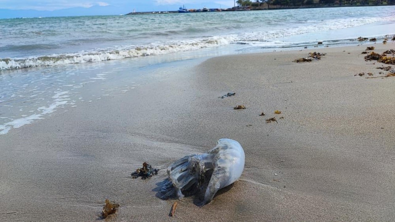 Foto - Sahillerde denizanası istilası!