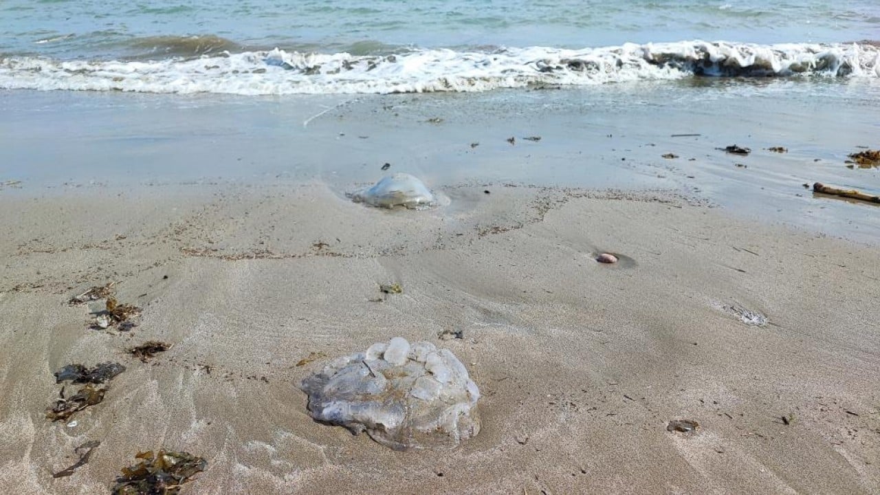 Foto - Sahillerde denizanası istilası!