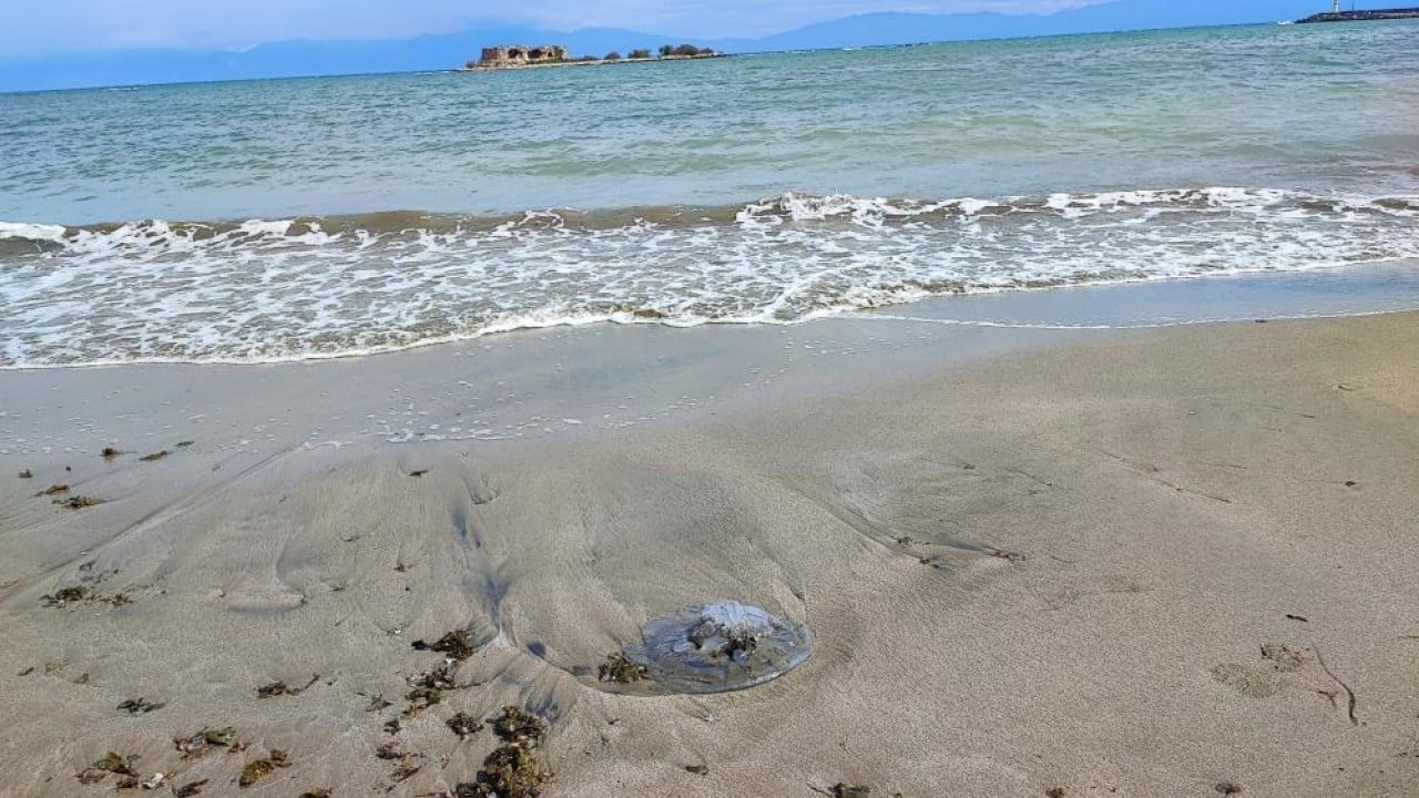 Foto - Sahillerde denizanası istilası!