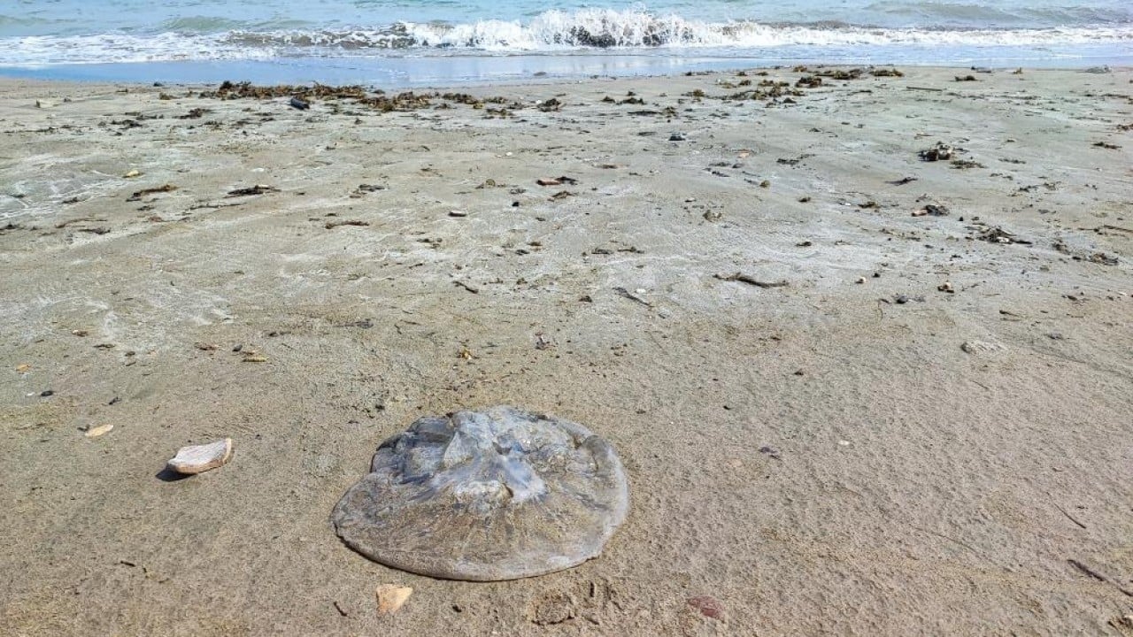 Sahillerde denizanası istilası!