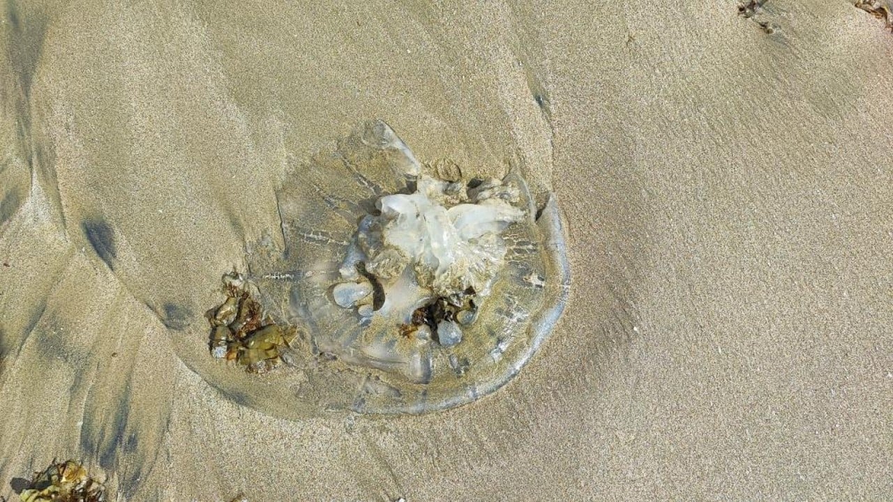 Foto - Sahillerde denizanası istilası!