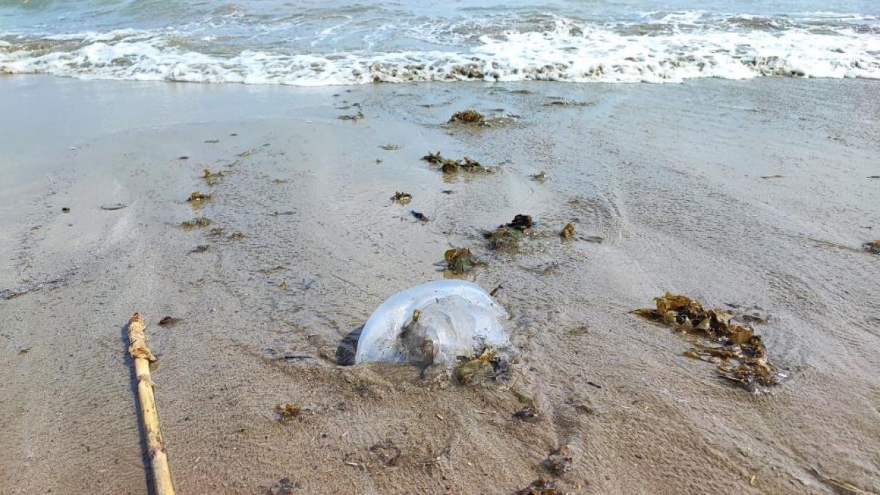 Foto - Sahillerde denizanası istilası!