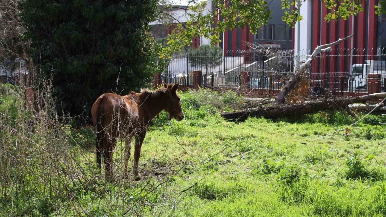 Foto - Sahiplerinin ölüme terk ettiği katırlar ortada kaldı!