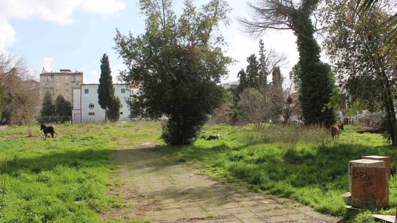 Foto - Sahiplerinin ölüme terk ettiği katırlar ortada kaldı!