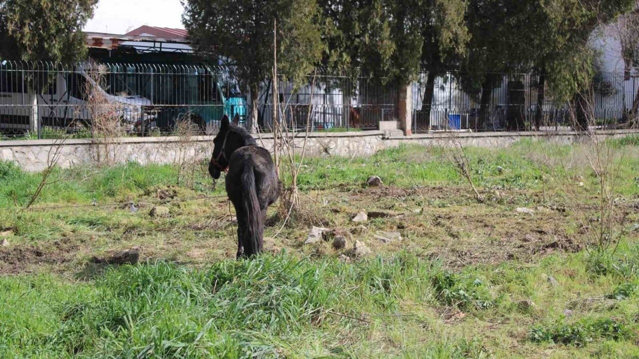 Foto - Sahiplerinin ölüme terk ettiği katırlar ortada kaldı!