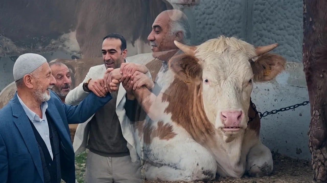 Foto - 'Sahte fotoğraf ve ilan' uyarısı Kurbanlık alırken kurban olmayın
