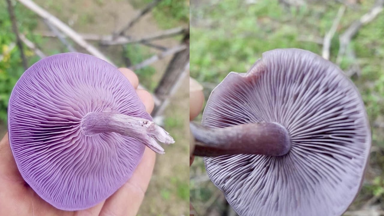  Sahte Mor Cincile (Lepista sordida): Bilecik'te ormanlık alanda yetişen kanlıca mantarı gibi inandırıcı