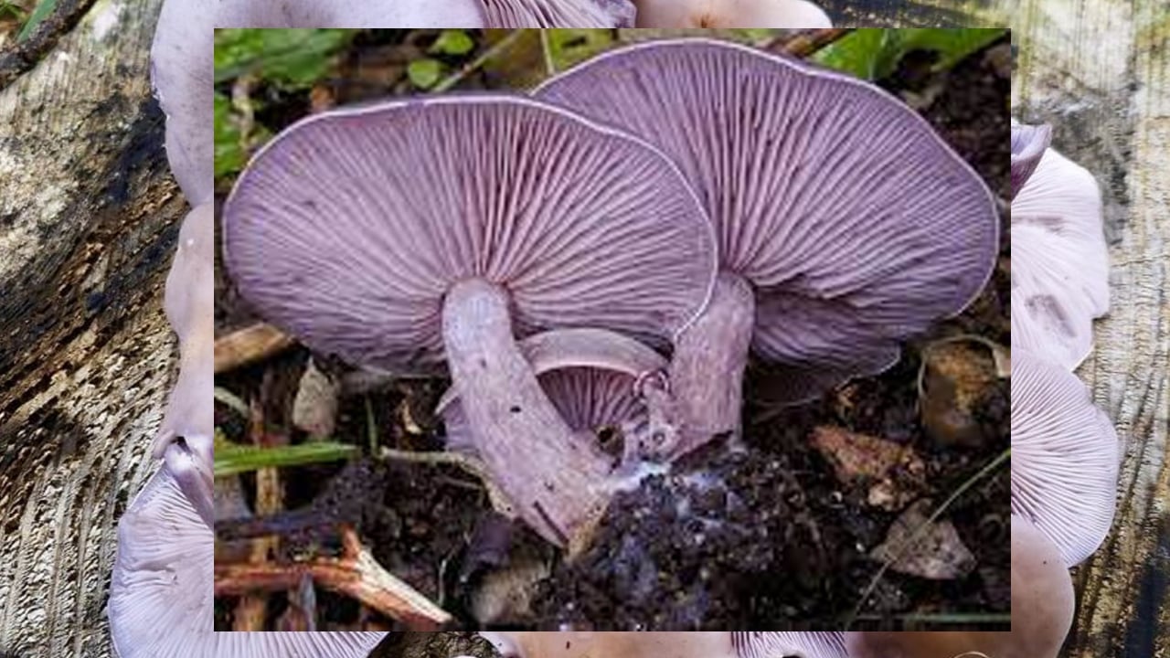 Foto - Sahte Mor Cincile (Lepista sordida): Bilecik'te ormanlık alanda yetişen kanlıca mantarı gibi inandırıcı