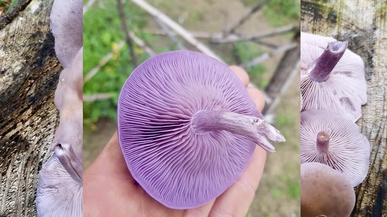 Foto - Sahte Mor Cincile (Lepista sordida): Bilecik'te ormanlık alanda yetişen kanlıca mantarı gibi inandırıcı