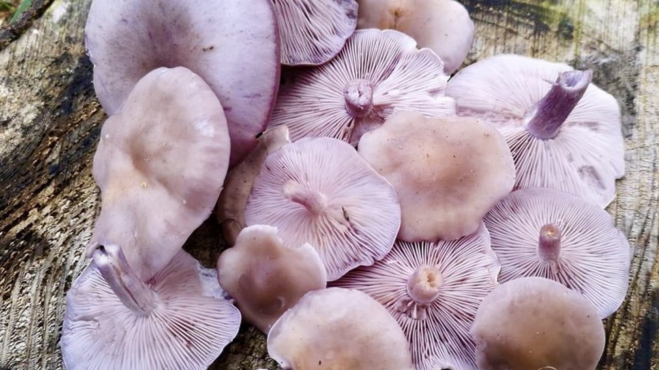Foto - Sahte Mor Cincile (Lepista sordida): Bilecik'te ormanlık alanda yetişen kanlıca mantarı gibi inandırıcı
