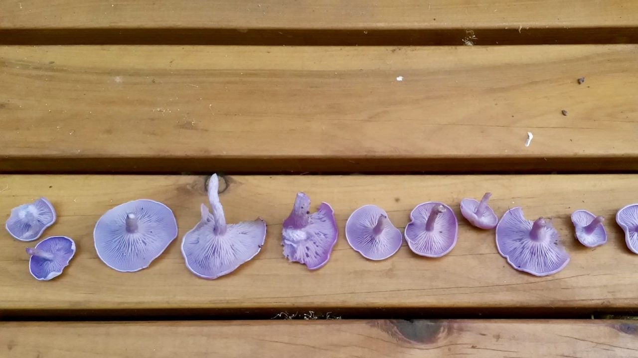 Foto - Sahte Mor Cincile (Lepista sordida): Bilecik'te ormanlık alanda yetişen kanlıca mantarı gibi inandırıcı