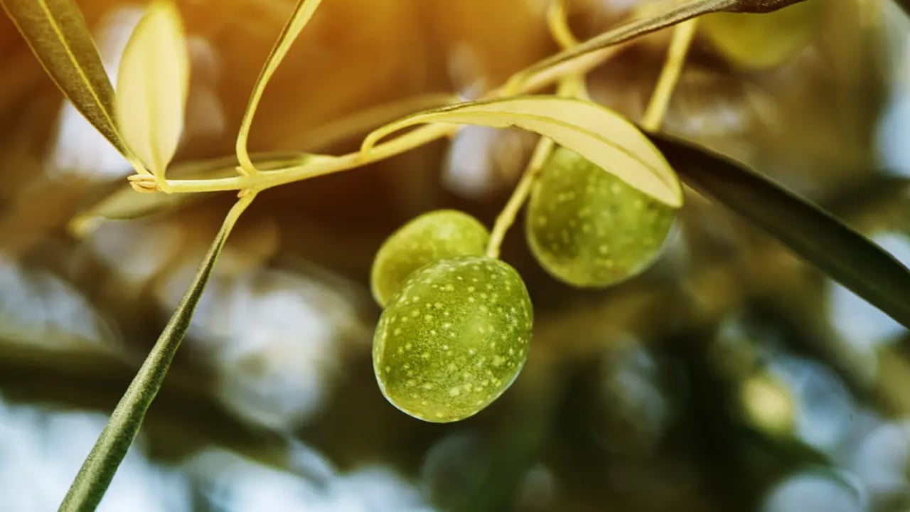 Foto - Sahte zeytinyağı nasıl belli olur? Sahte zeytinyağını anlamanın 3 yolu: Hile yapan nasıl anlaşılır? 