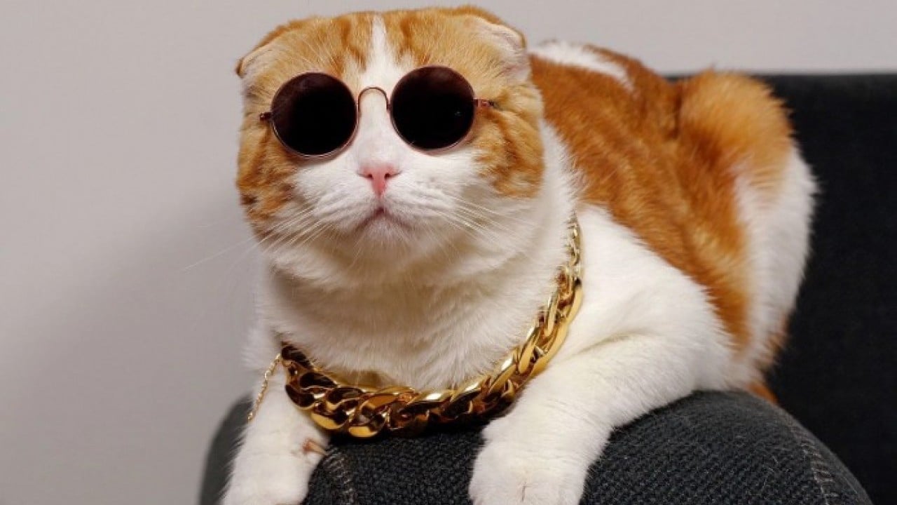 Foto - Şaka gibi ama gerçek! 2 kedi için nafaka ödeyecek