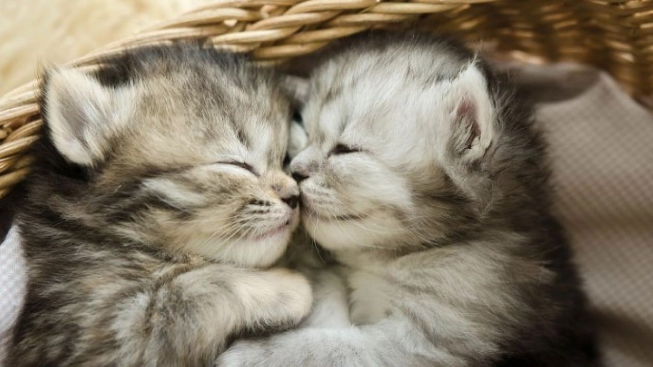 Şaka gibi ama gerçek! 2 kedi için nafaka ödeyecek