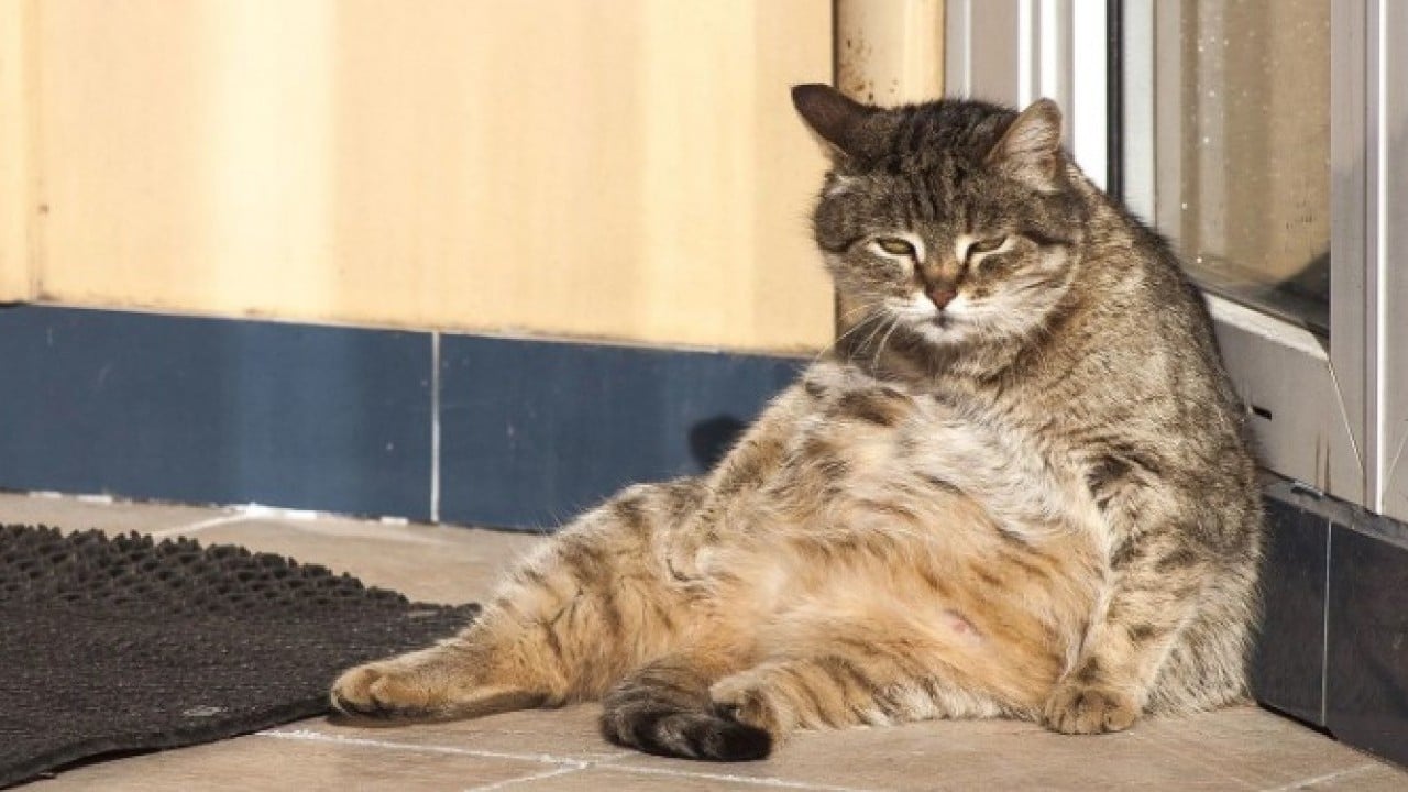 Foto - Şaka gibi ama gerçek! 2 kedi için nafaka ödeyecek