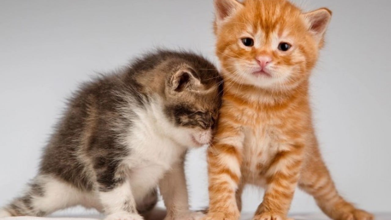 Foto - Şaka gibi ama gerçek! 2 kedi için nafaka ödeyecek