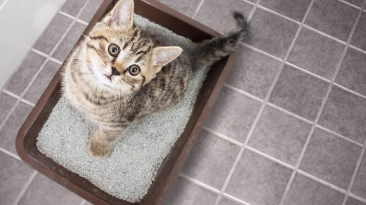 Foto - Şaka gibi ama gerçek! 2 kedi için nafaka ödeyecek