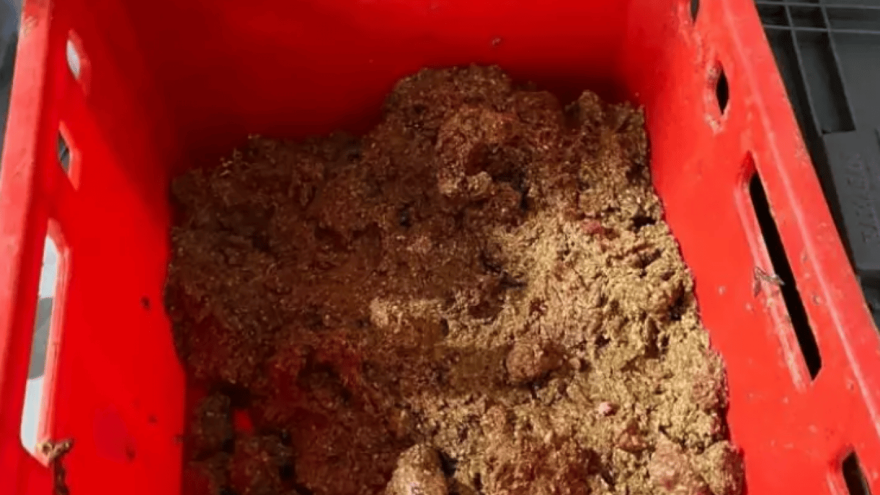 Foto - Sakarya'da mide bulandıran görüntüler! Skandal ortaya çıktı!