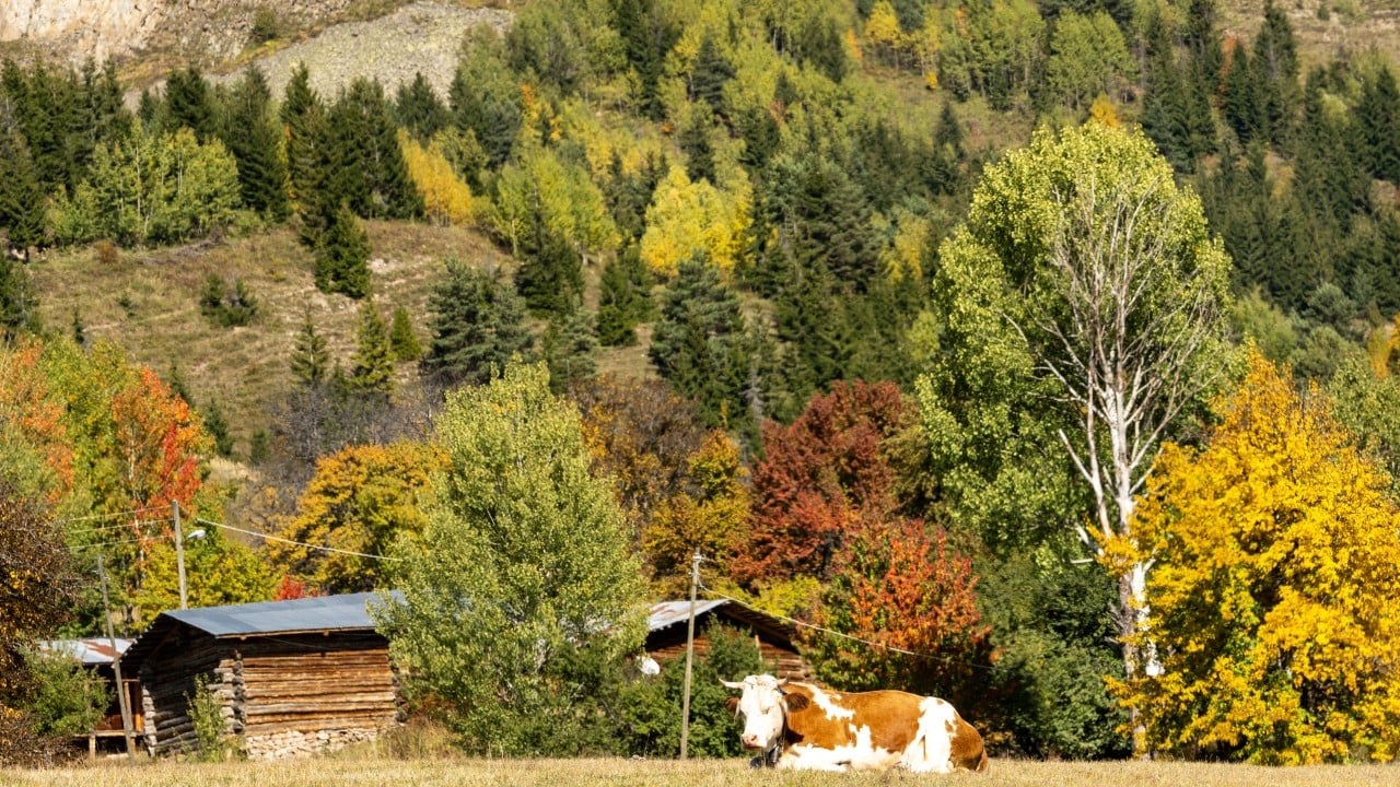 Foto - "Sakin şehir" sonbaharda bir başka güzel