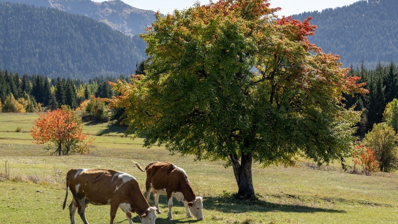 Foto - "Sakin şehir" sonbaharda bir başka güzel